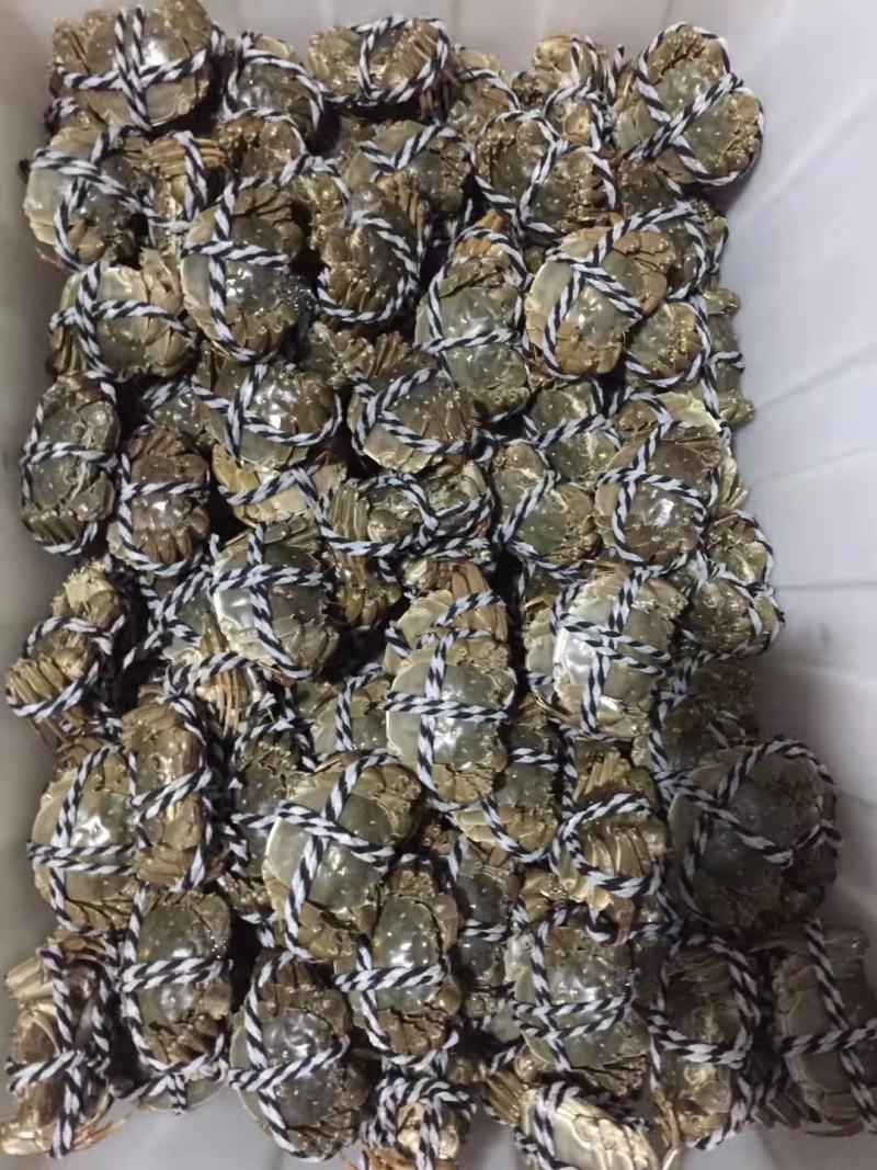 江苏南京高淳固城湖大闸蟹大量上市商超酒店专用!