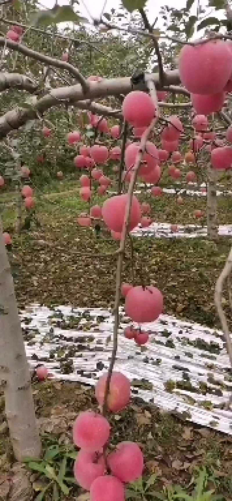 陕西铜川印台区红富士苹果(条红)