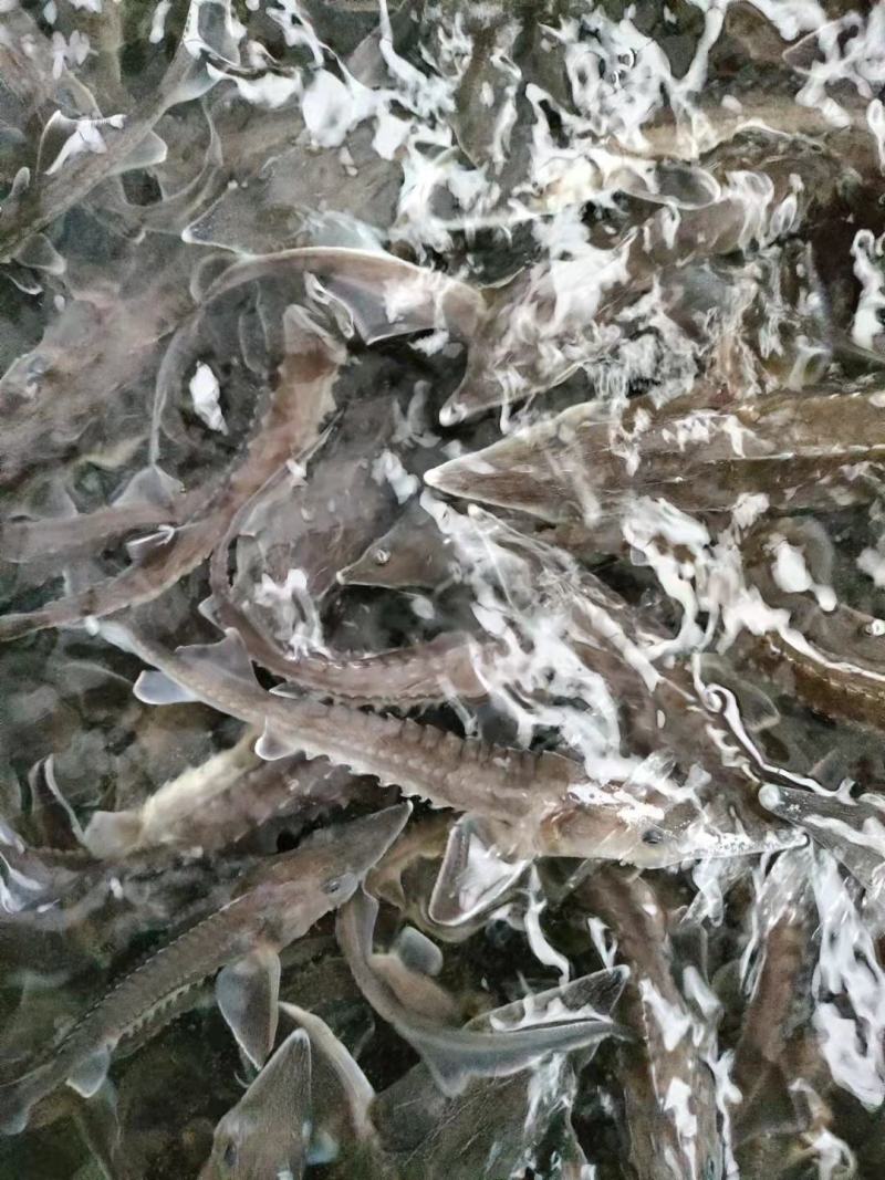 各种规格的鲟鱼苗，能长到100多斤，鱼子酱