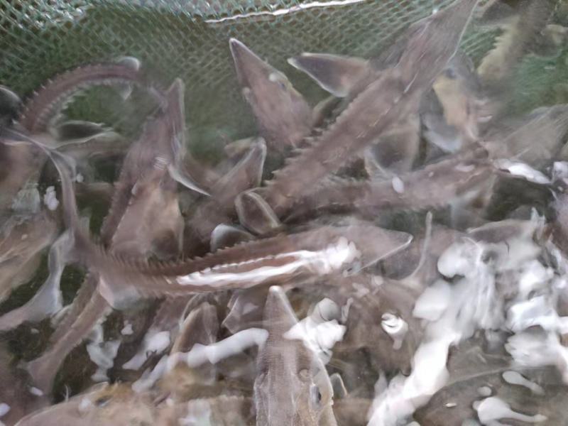 各种规格的鲟鱼苗，能长到100多斤，鱼子酱