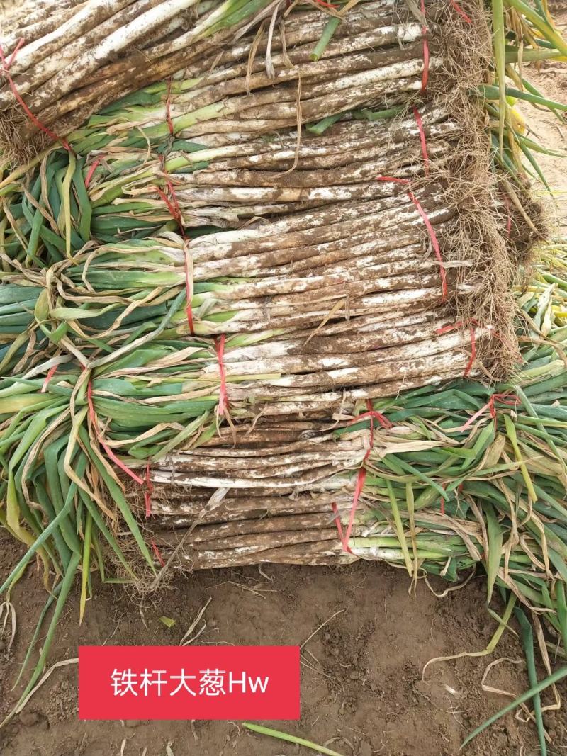 河南长白大葱，大型种植基地，产地直销，量大从优，长年供应