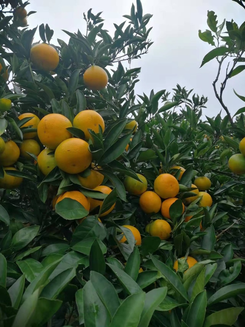 精品橘子几十万斤，不打蜡，可市场