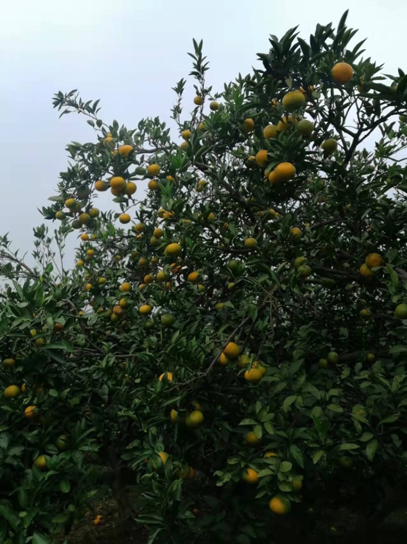 精品橘子几十万斤，不打蜡，可市场