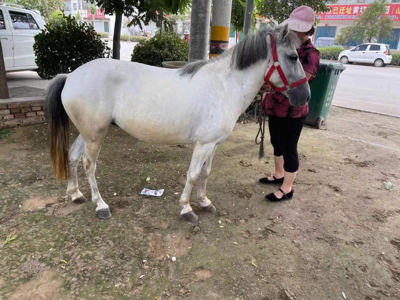 精品矮马国产德宝矮马进口设特兰小矮马景区骑乘马出售