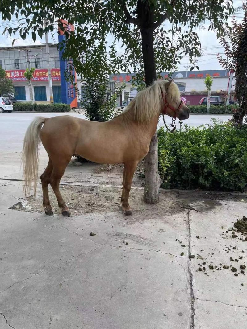 精品矮马国产德宝矮马进口设特兰小矮马景区骑乘马出售