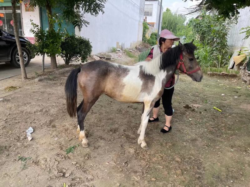 精品矮马国产德宝矮马进口设特兰小矮马景区骑乘马出售