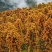 雅安宝兴五龙喇嘛坪生态山药(花山仔)纯野生移植纯天然环境