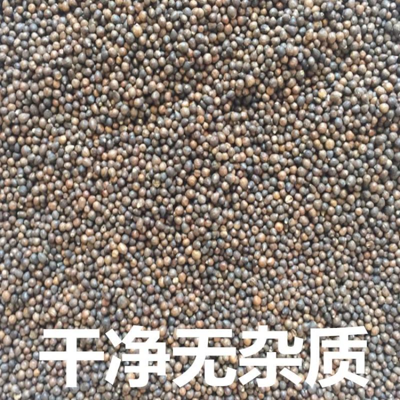 野生布惊子布惊仁布惊籽仁布惊子仁枕头黄荆籽黄荆子