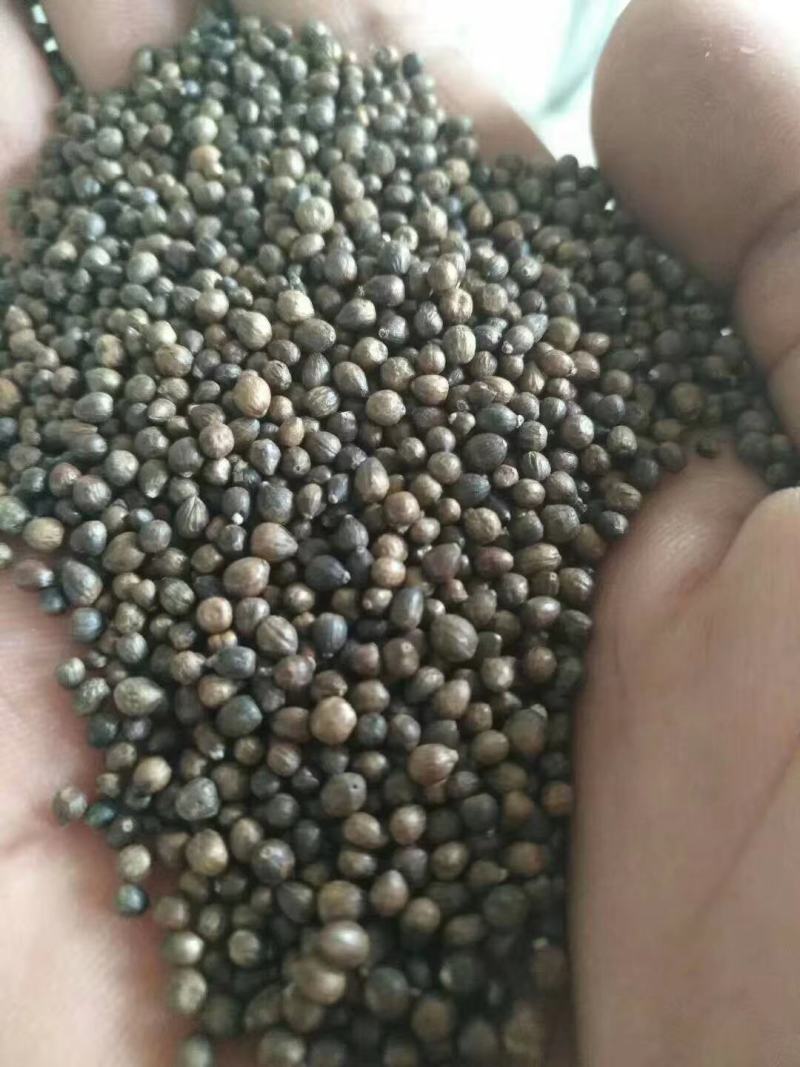 野生布惊子布惊仁布惊籽仁布惊子仁枕头黄荆籽黄荆子