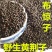 野生布惊子布惊仁布惊籽仁布惊子仁枕头黄荆籽黄荆子