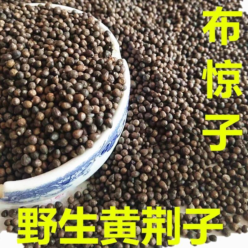 野生布惊子布惊仁布惊籽仁布惊子仁枕头黄荆籽黄荆子