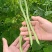 精品无筋豆，四川豆角，嫩豆豆，一尺豆王，精品豆王