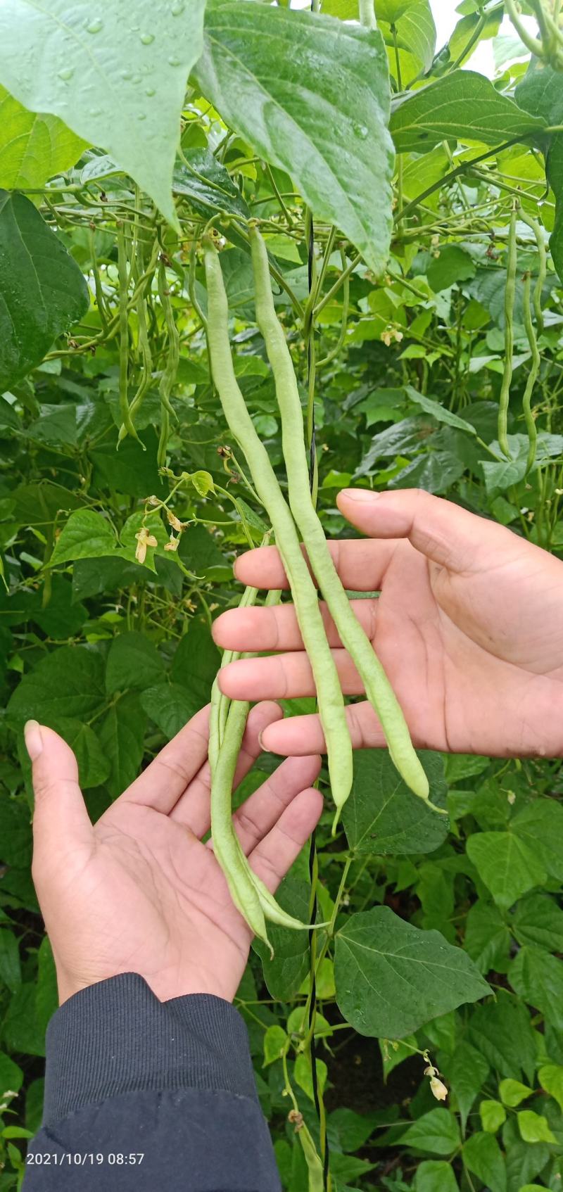 精品无筋豆，四川豆角，嫩豆豆，一尺豆王，精品豆王