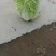 黄心白菜
