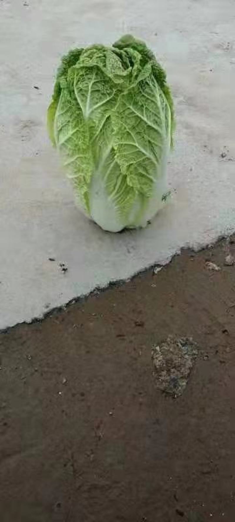 黄心白菜