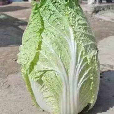 黄心白菜