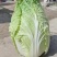 黄心白菜