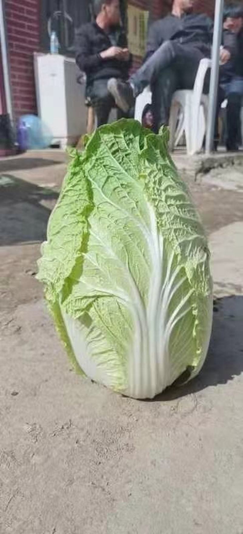 黄心白菜