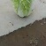 黄心白菜