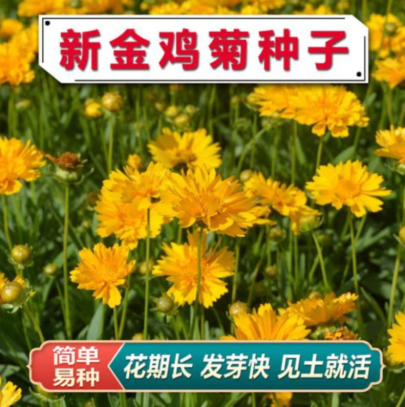 金鸡菊种子多年生宿根花卉种子大花花籽四季易活生命力顽强