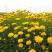 金鸡菊种子多年生宿根花卉种子大花花籽四季易活生命力顽强