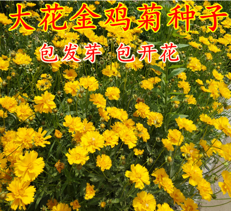 金鸡菊种子多年生宿根花卉种子大花花籽四季易活生命力顽强
