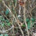 出售贵龙5号精品刺梨苗，专业育苗，量大价格实惠