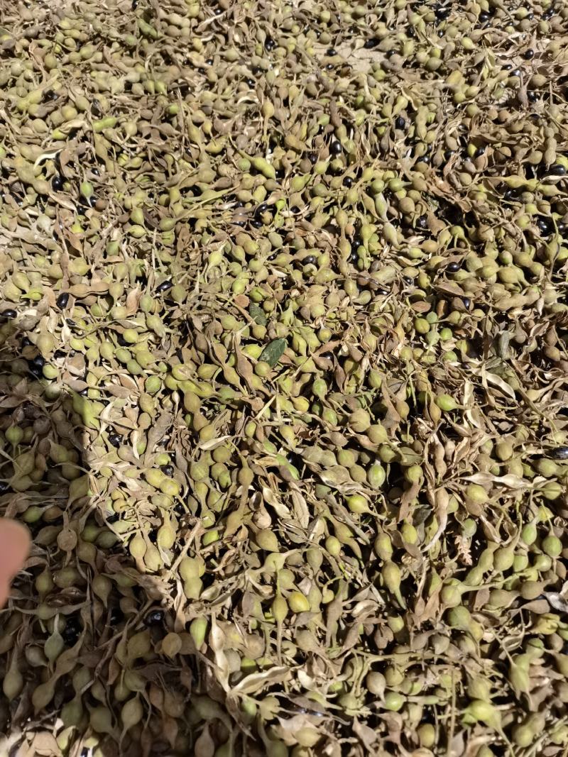 山豆根种子，云南苦参种子，山豆根净籽，颗粒饱满出芽率95