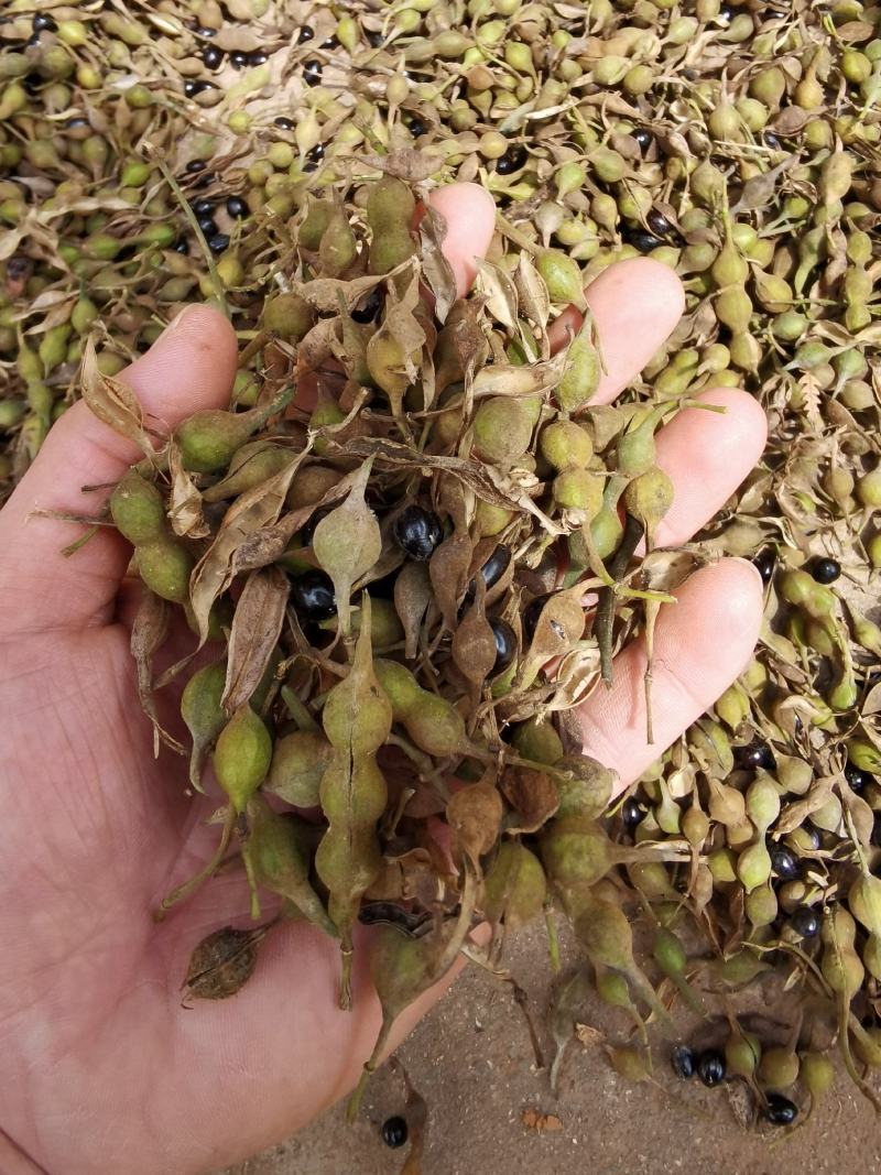 山豆根种子，云南苦参种子，山豆根净籽，颗粒饱满出芽率95