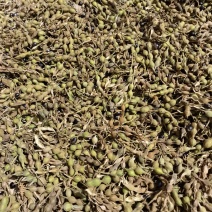 山豆根种子，云南苦参种子，山豆根净籽，颗粒饱满出芽率95