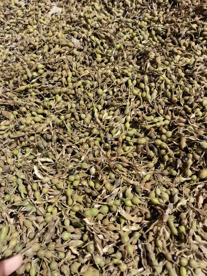 山豆根种子，云南苦参种子，山豆根净籽，颗粒饱满出芽率95
