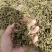 山豆根种子，云南苦参种子，山豆根净籽，颗粒饱满出芽率95