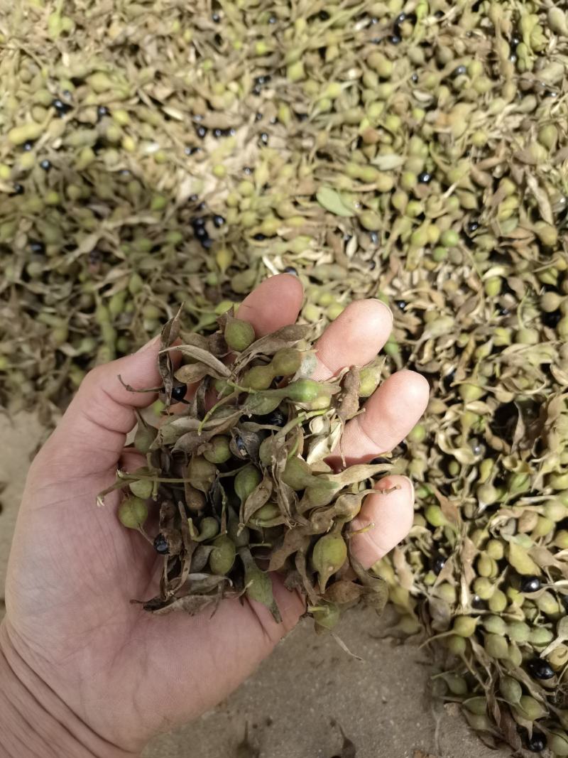 山豆根种子，云南苦参种子，山豆根净籽，颗粒饱满出芽率95