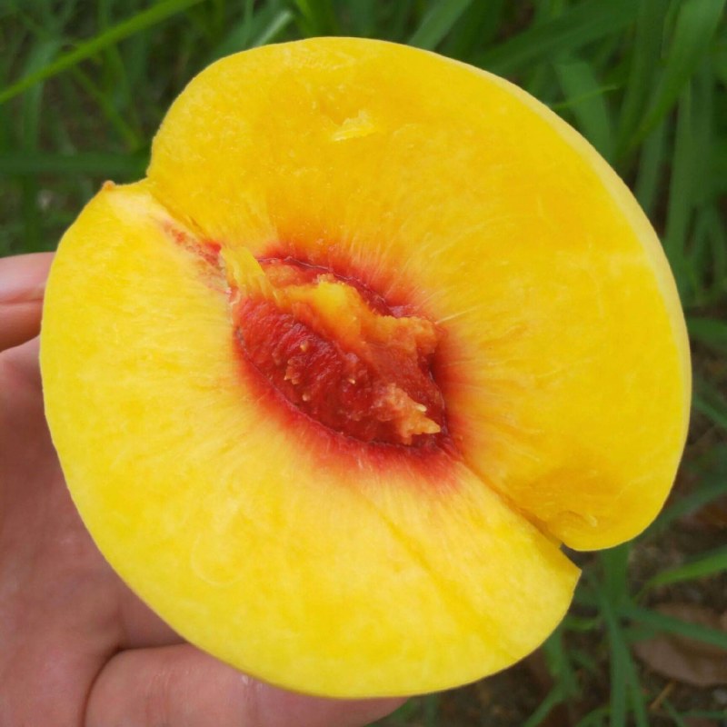 锦绣黄桃苗大果型芒果味高糖品种保证品种质量！