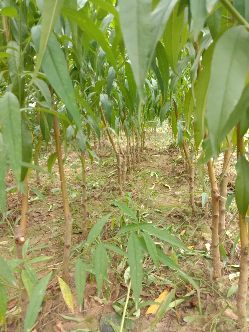 锦绣黄桃苗大果型芒果味高糖品种保证品种质量！