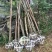杜英热销12345公分绿化苗中小杜英