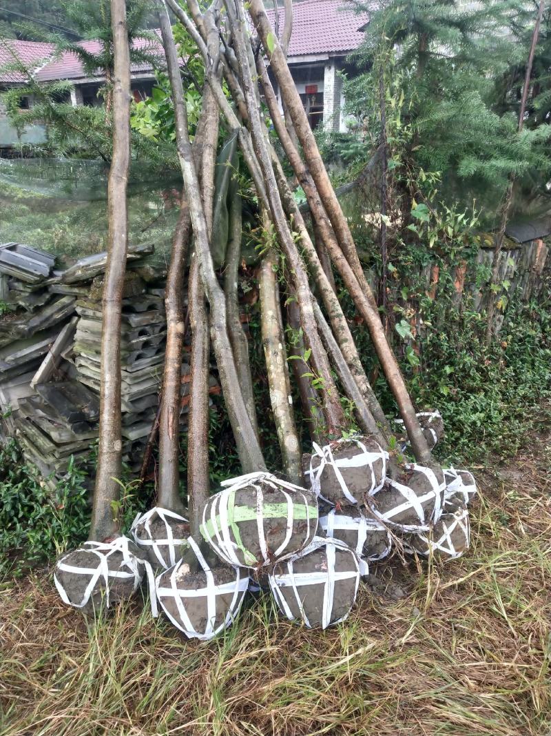 杜英热销12345公分绿化苗中小杜英