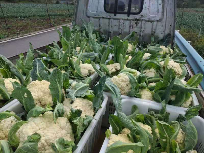 贵州大量有机花菜大量上市欢迎咨询常年四季供应