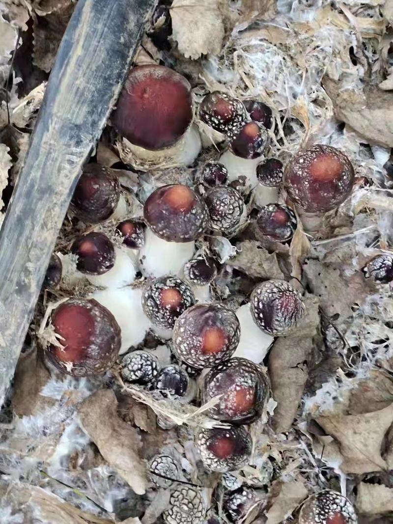 赤松茸菌种，大球盖菇菌种提供技术指导。三级栽培种有量可谈