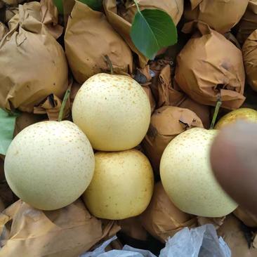 2代黄冠梨有一万五千斤，价位低有想要的速联糸，河北昌黎，