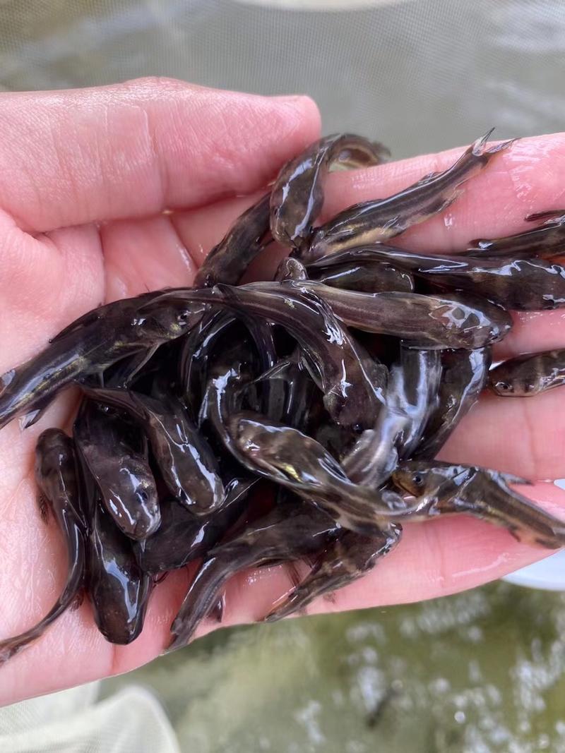 黄骨鱼雄性黄桑黄腊丁全程提供技术支持，存活率强