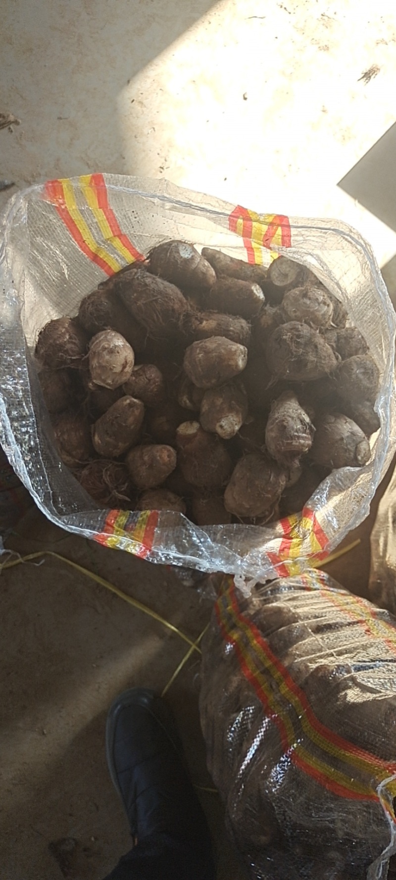 山东芋头大量上市产地直供质量保证支持全国物流发货
