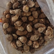 山东芋头大量上市产地直供质量保证支持全国物流发货