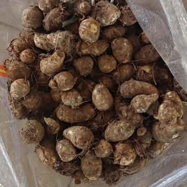 山东芋头大量上市产地直供质量保证支持全国物流发货