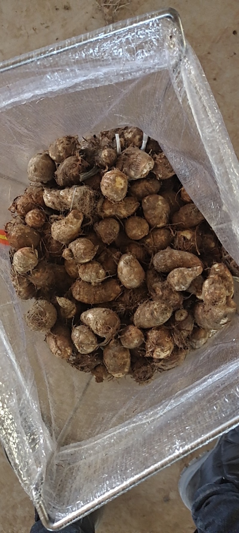 山东芋头大量上市产地直供质量保证支持全国物流发货