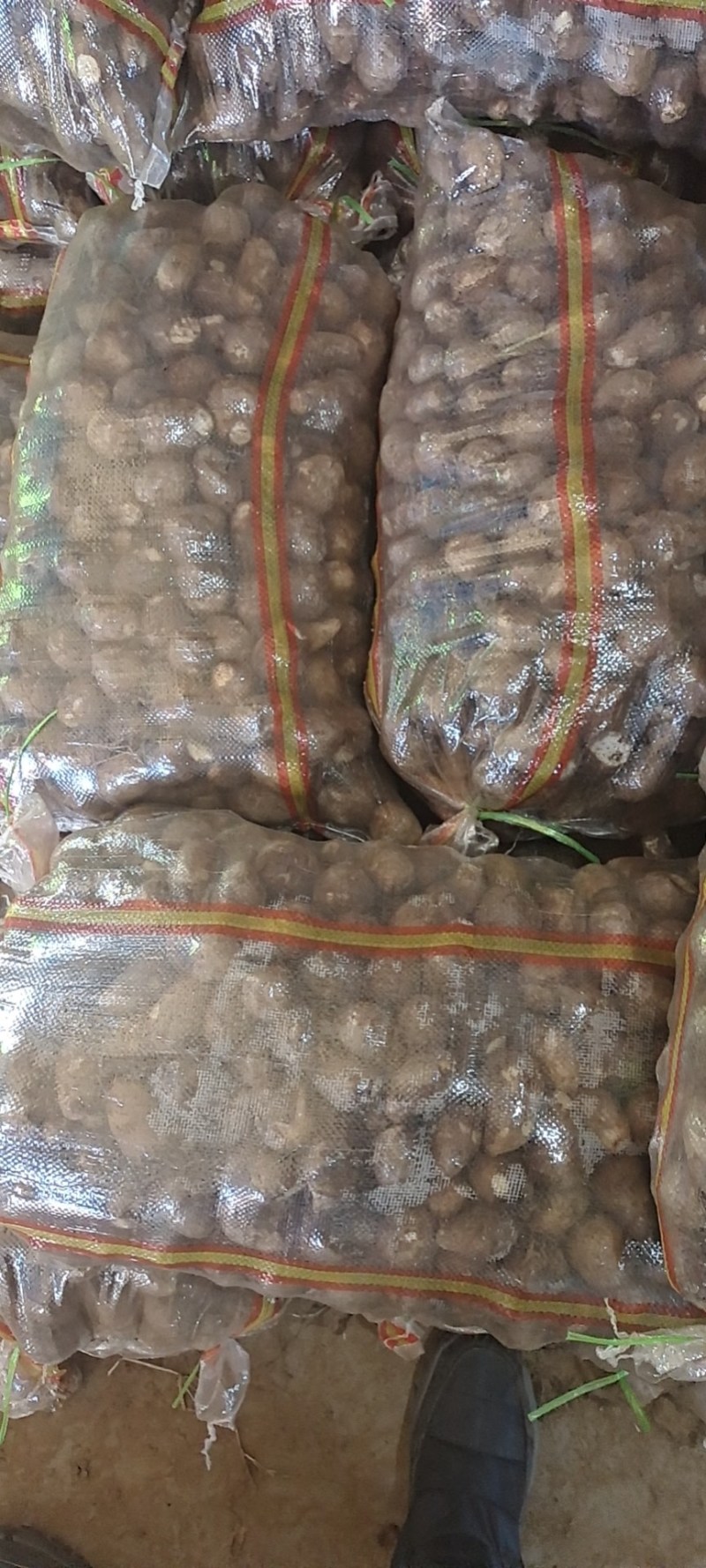 山东芋头大量上市产地直供质量保证支持全国物流发货