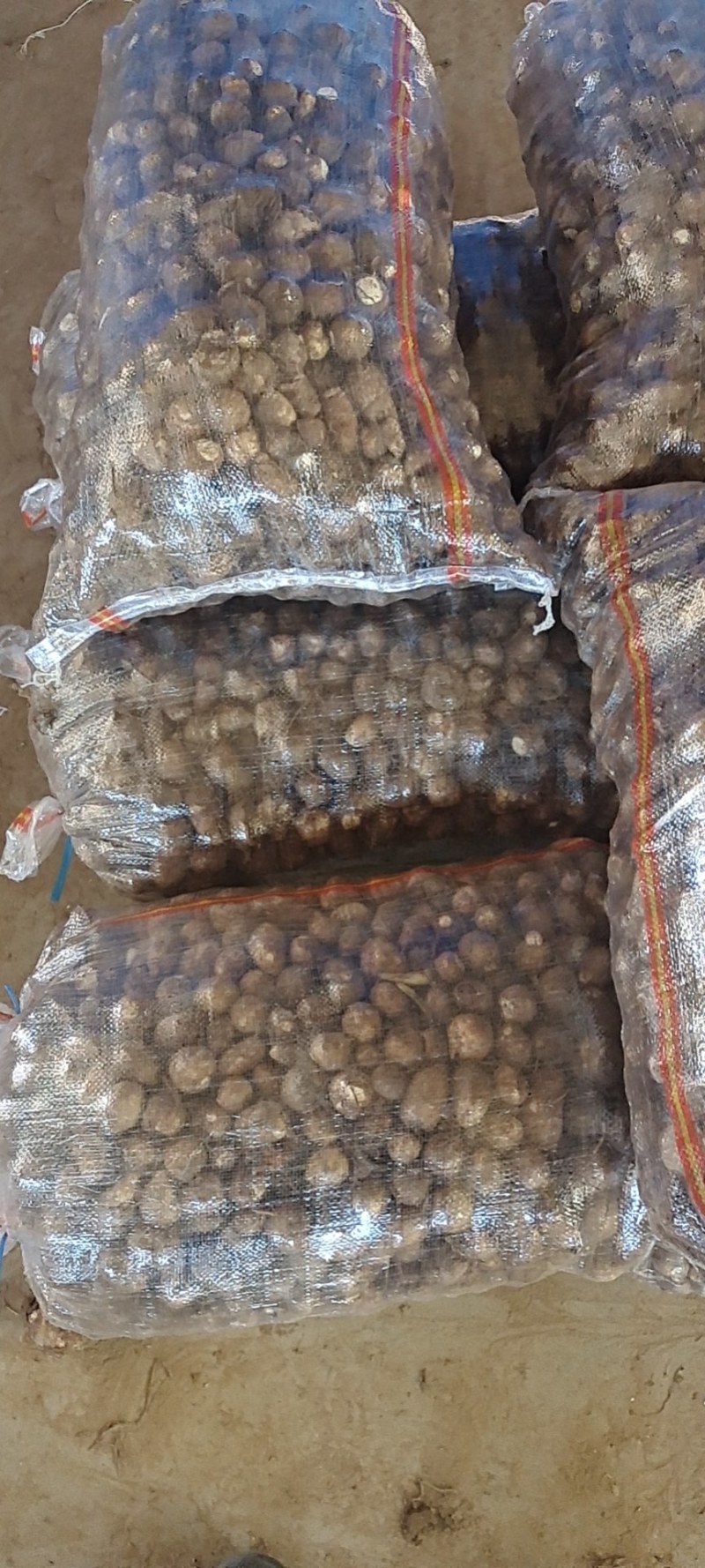 山东芋头大量上市产地直供质量保证支持全国物流发货