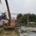 枫杨燕柳2-20公分江苏基地元宝树行道树河道绿化