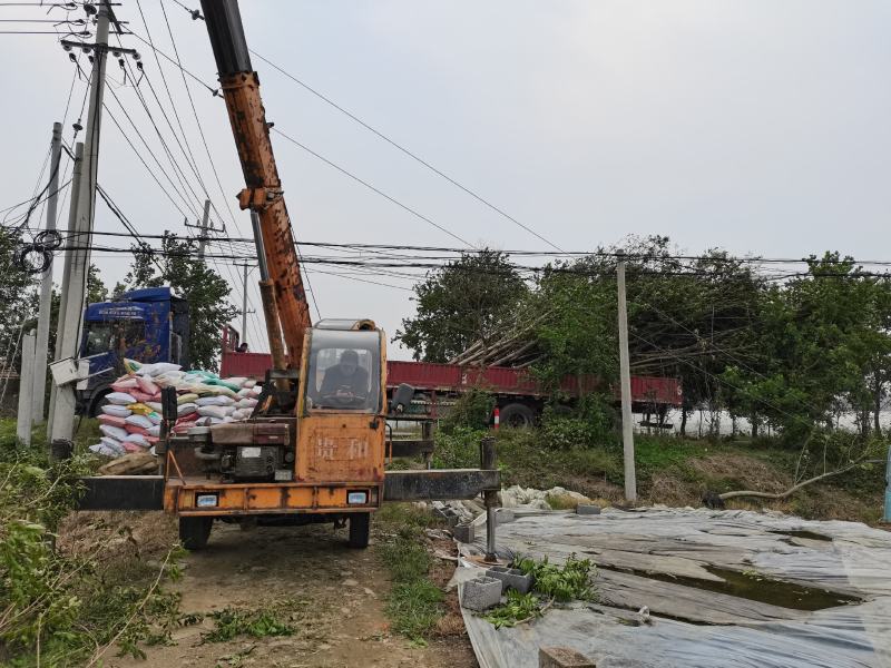 枫杨燕柳2-20公分江苏基地元宝树行道树河道绿化