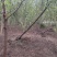 枫杨燕柳2-20公分江苏基地元宝树行道树河道绿化